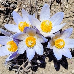 Meet your Posher, Sasha